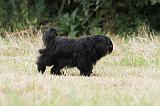 TERRIER DU TIBET 093